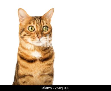 Studioaufnahmen von bengalischen Katzen, weißer Hintergrund, Porträt. Stockfoto