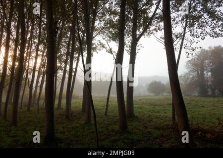 Die magische Natur Spaniens entlang des Camino de Santiago Stockfoto