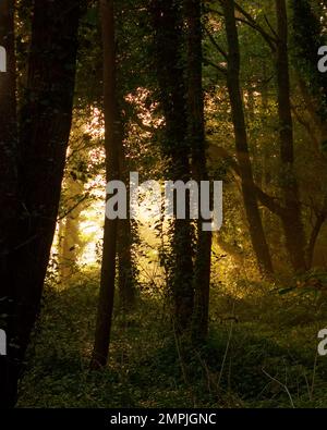 Die magische Natur Spaniens entlang des Camino de Santiago Stockfoto