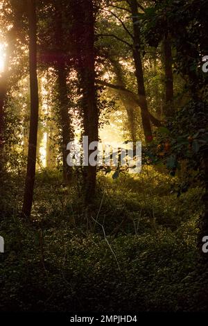 Die magische Natur Spaniens entlang des Camino de Santiago Stockfoto