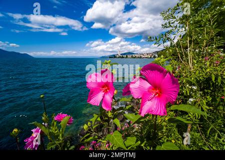 Rote Hibiskus (Hibiscus rosa-sinensis) Blumen blühen am Ufer des Genfer Sees, Gebäude der Stadt Montreux in der Ferne. Stockfoto
