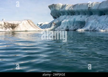 Ein Seehund schwimmt in der Lagune von Jökulsárlón, Island Stockfoto