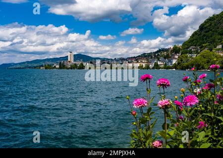 Rote Dahlia Blumen blühen am Ufer des Genfer Sees, Gebäude der Stadt Montreux in der Ferne. Stockfoto