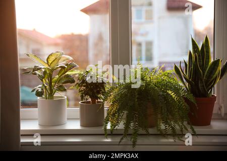 Verschiedene Topfpflanzen auf Fensterbank zu Hause Stockfoto