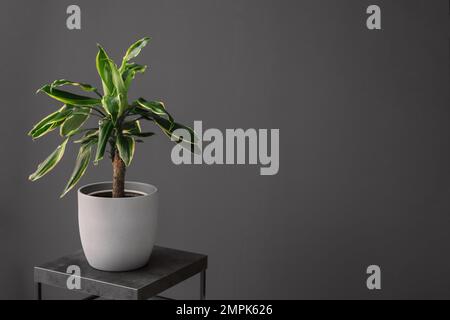 Wunderschöne tropische Pflanzen auf dem Tisch im Zimmer, Platz für Text. Element der Innenraumgestaltung Stockfoto