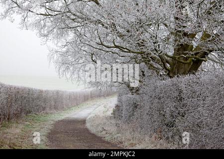 Auf den Bäumen und Hecken entlang einer Nebenstraße nördlich von Codford in Wiltshire hoar Frost. Stockfoto