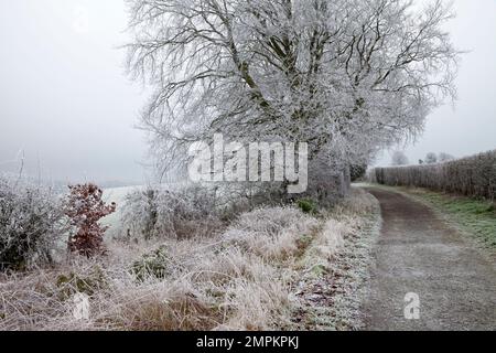 Auf den Bäumen und Hecken entlang einer Nebenstraße nördlich von Codford in Wiltshire hoar Frost. Stockfoto