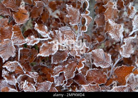 Eine Frostschicht auf Buchenblättern in einer Wiltshire-Hecke. Stockfoto