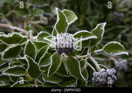 Eine Frostschicht auf Efeu-Blättern und Beeren. Stockfoto