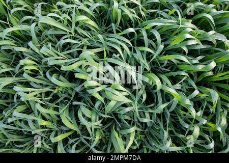 Grüner Grashintergrund mit Tautropfen am Wintermorgen. Draufsicht auf natürliche grüne Weizenpflanze Stockfoto