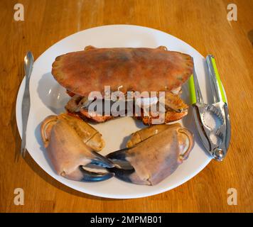 Ganze gekochte Krabben mit Klauenkrackern-Utensil auf einem weißen Teller Stockfoto