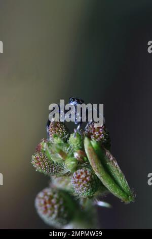 Eine springende Spinne auf den Blütenknospen der Shameplant Stockfoto