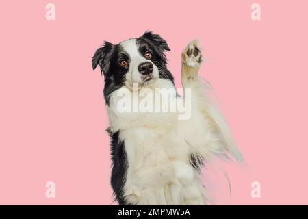 Süßes Hündchen mit lustigem Gesicht und Pfote auf pinkfarbenem Hintergrund. Süßer Hund. Tierlebenskonzept Stockfoto