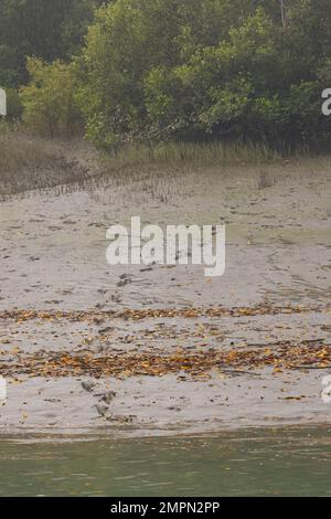 Tiger Pug Mark im weichen Schlamm einer Insel im Sunderban-Nationalpark (Westbengalen, Indien) Stockfoto