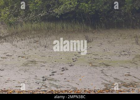 Tiger Pug Mark im weichen Schlamm einer Insel im Sunderban-Nationalpark (Westbengalen, Indien) Stockfoto