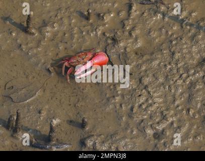 Red Fidler Crab im weichen Schlamm einer Insel im Sunderban-Nationalpark (Westbengalen, Indien) Stockfoto