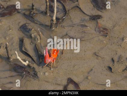 Red Fidler Crab im weichen Schlamm einer Insel im Sunderban-Nationalpark (Westbengalen, Indien) Stockfoto