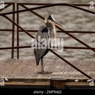 Ein großer blauer Reiher auf dem hölzernen Pier Stockfoto