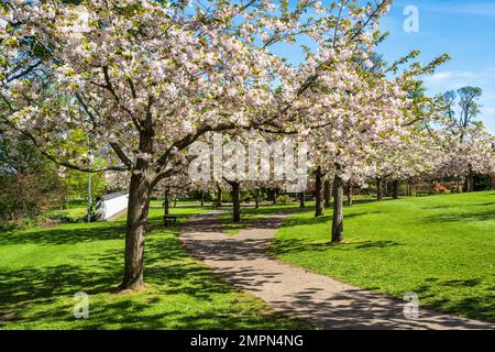 Kirschblüten im Japanischen Garten auf dem Gelände von Lauriston Castle in Cramond, Edinburgh, Schottland, Großbritannien Stockfoto