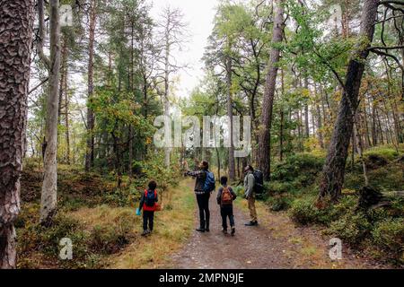 Eltern zeigen Kindern Bäume, während sie im Urlaub im Wald wandern Stockfoto