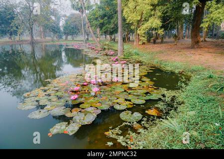 Wunderschöner Blick auf einen Teich voller Blätter von Nymphaea, Wasserpflanzen, allgemein bekannt als Seerosen. Indisches Winterbild. Howrah, W.B., Indien. Stockfoto