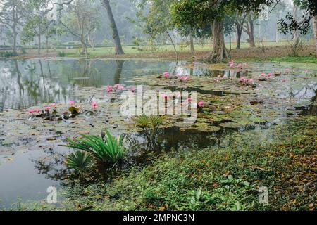 Wunderschöner Blick auf einen Teich voller Blätter von Nymphaea, Wasserpflanzen, allgemein bekannt als Seerosen. Indisches Winterbild. Howrah, W.B., Indien. Stockfoto