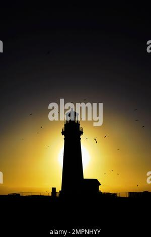 Yaquina Head Lighthouse, 1873, historisch, Silhouette, Sonnenuntergang, Fliegende Vögel, Leuchtfeuer, schwarz, gelb, Höhe 93 Fuß, Küste Oregons, Newport, OR Stockfoto