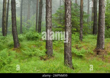 Eine neblige Nadelplantage in den East Harptree Woods in Mendip Hills, Somerset, England. Stockfoto