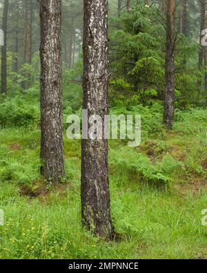 Eine neblige Nadelplantage in den East Harptree Woods in Mendip Hills, Somerset, England. Stockfoto