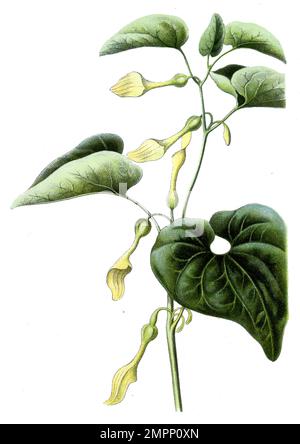 birthwort Aristolochia clematitis, (Botanisches Buch, 1909), Aufrechte Osterluzei Stockfoto