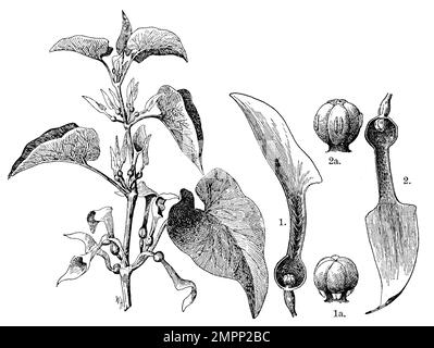 geburtskraut, 1. Jünger, 2. Ältere Blume, 1a. Und 2a. Ovaroberteil mit reifem Stigma bzw. reifem Anthers. Aristolochia clematitis, W[Alter] H[eubach] (Botanisches Buch, 1909), Aufrechte Osterluzei, 1. jüngere, 2. ältere Blüte, 1a und 2a oberer Teil des Fruchtknotens mit den reifen Narben bzw. Den reifen Staubbeuteln, Aristoloche clématite, 1a et 2a partie supérieure de l'ovaire avec les stigmates mûrs et les anthères Mûres respektement Stockfoto