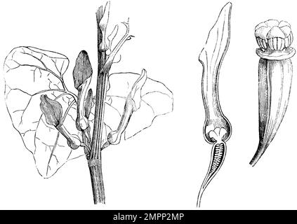 geburtskraut mit Blüte im Längsschnitt und mit Pistil, Aristolochia clematitis, anonym (Botanisches Buch, 1875), Aufrechte Osterluzei mit Blüte im Längsschnitt und mit Stempel, Aristoloche clématite avec fleur en Coupe longitudinal et avec pistil Stockfoto