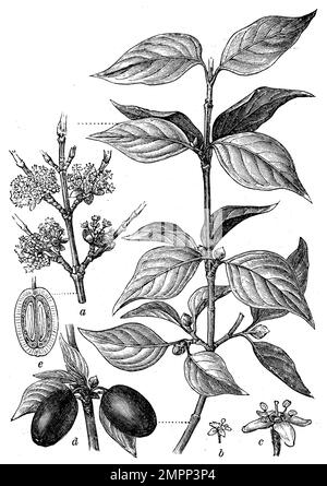 Cornus Mas (Enzyklopädie, 1898), Kornelkirsche, Cornouiller mâle ou cornouiller Sauvage (Cornus mas) Stockfoto