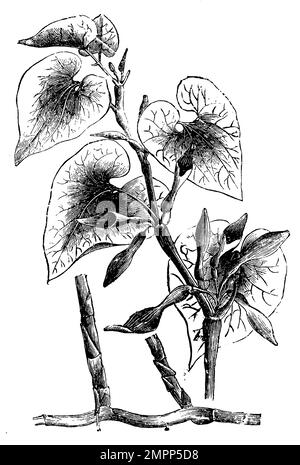 birthwort, Aristolochia clematitis, (Botanisches Buch, 1910), Aufrechte Osterluzei, Aristoloche clématite Stockfoto