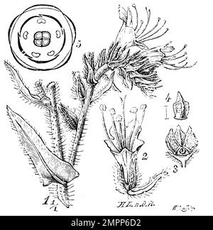 viper's Wackelpudding, 1 Blumenzweig. 2 Blume. 2 Früchte. 4 einzelnes Schlüsselbein. Diagramm, Echium vulgare, A. L. (n.d.N.) u. W.A. Sohn (Botanisches Buch, 1900), gewöhnlicher Natternkopf, 1 Blütenzweig. 2 Blüte. 2 Frucht. 4 einzelne Klause. Diagramm, Vipérine commune, 1 Branche fleurie. 2 Flour. 2 Früchte. 4 Kapsel einzigartig. Diagramm Stockfoto