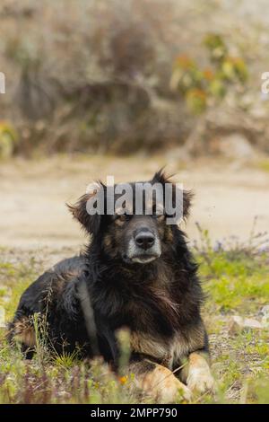 Ausgewachsener schwarzer Hund mit braunen Flecken, dunkelbraunen Augen und am Nachmittag auf dem Gras liegend. Stockfoto