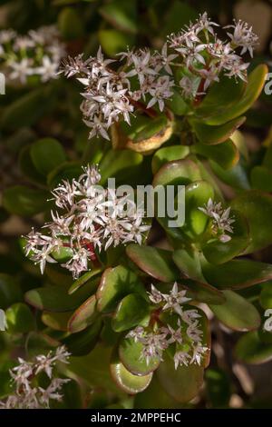 Nahaufnahme der saftigen crassula ovata, auch bekannt als Jade-Pflanze, Glückspflanze oder Geldbaum, die im Sonnenlicht blühen, mit Ansammlungen von weißen rosa Blumen Stockfoto