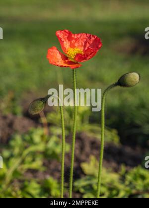 Nahaufnahme der farbenfrohen orangefarbenen roten Blume von papaver Nudicaule alias Iceland Poppy Blume, die im Garten im hellen Sonnenlicht blüht Stockfoto