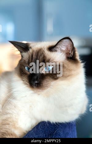 Weibliche Versiegelungsstelle, Ragdoll-Katze, Porträt Stockfoto