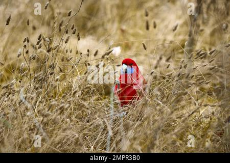 Eine karmesinrote rosella zwischen Gras Stockfoto