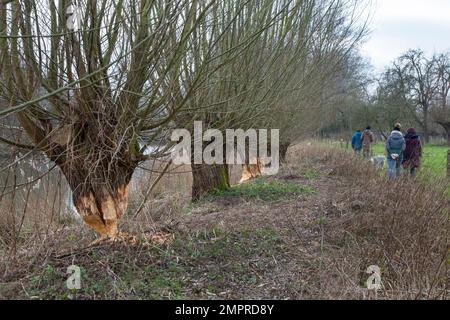 Dicker Baumstamm von pollarweide mit Zahnabdrücken und Holzspäne vom Nagen durch Eurasischen Biber (Castor Fiber), Zevergem, Ostflandern, Belgien Stockfoto