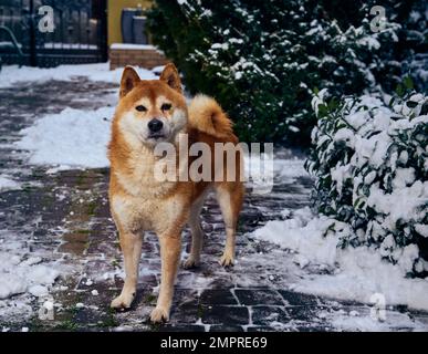 Ein verdecktes Porträt einer Hundezucht Shiba Inu im Winterhof Stockfoto