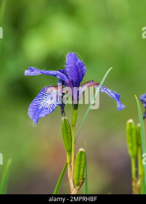 Schöne blaue Blüten der sibirischen Iris im Frühlingsgarten. Iris sibirica blüht auf der Wiese. Die Koloful Sibirische Iris eine mehrjährige Pflanze mit purpl Stockfoto