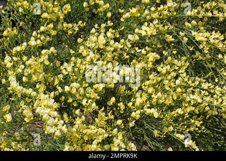 Blühenden Ginster, Cytisus scoparius im Frühjahr Stockfoto