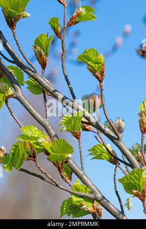 Junge Blätter der Europäischen Buche, Fagus sylvatica, im Frühjahr Stockfoto