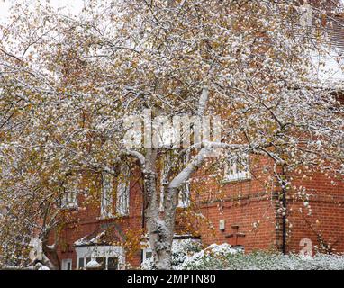 Eine schneebedeckte Birke vor einem Haus in Bedford Park, London, Chiswick, London, Großbritannien Stockfoto