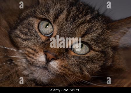 Porträt eines tabby-braunen Katzenporträts in einem grau-weiß-dunklen Raum Stockfoto