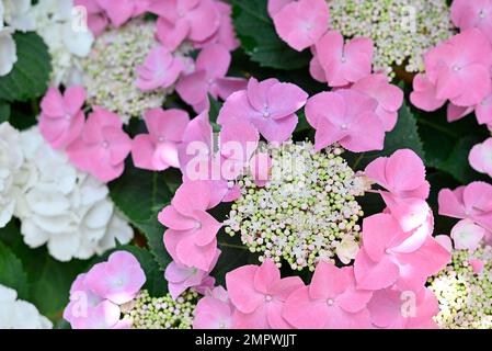 Pflanzen und Blume, Hortensie Stockfoto