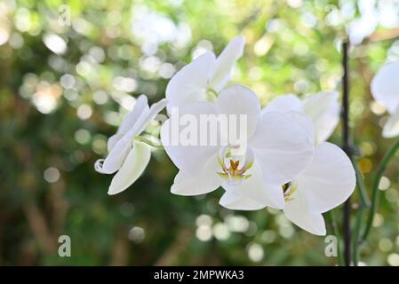 Pflanzen und Blumen, Orchideen Stockfoto