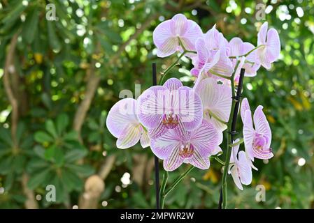 Pflanzen und Blumen, Orchideen Stockfoto